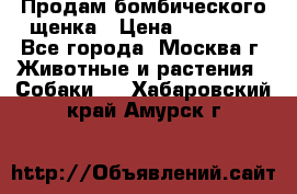 Продам бомбического щенка › Цена ­ 30 000 - Все города, Москва г. Животные и растения » Собаки   . Хабаровский край,Амурск г.